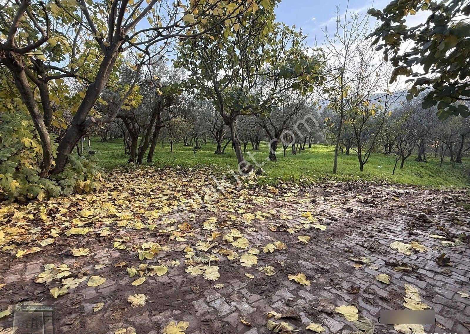 Gemlim Umurbey'de Resmi Yola Cephe 1.436m2 Satılık Zeytinlik.! - Görsel 11