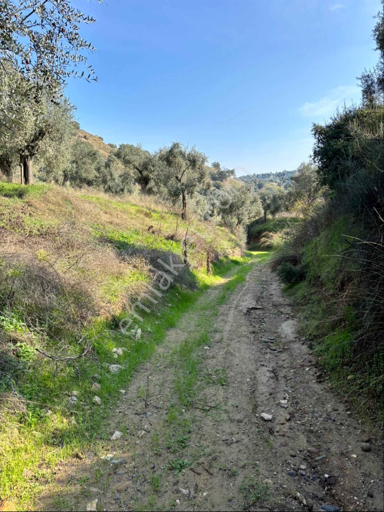 Nazilli İsabeyli Mahallesinde 33.400 M2 Satılık Zeytinlik - Görsel 5