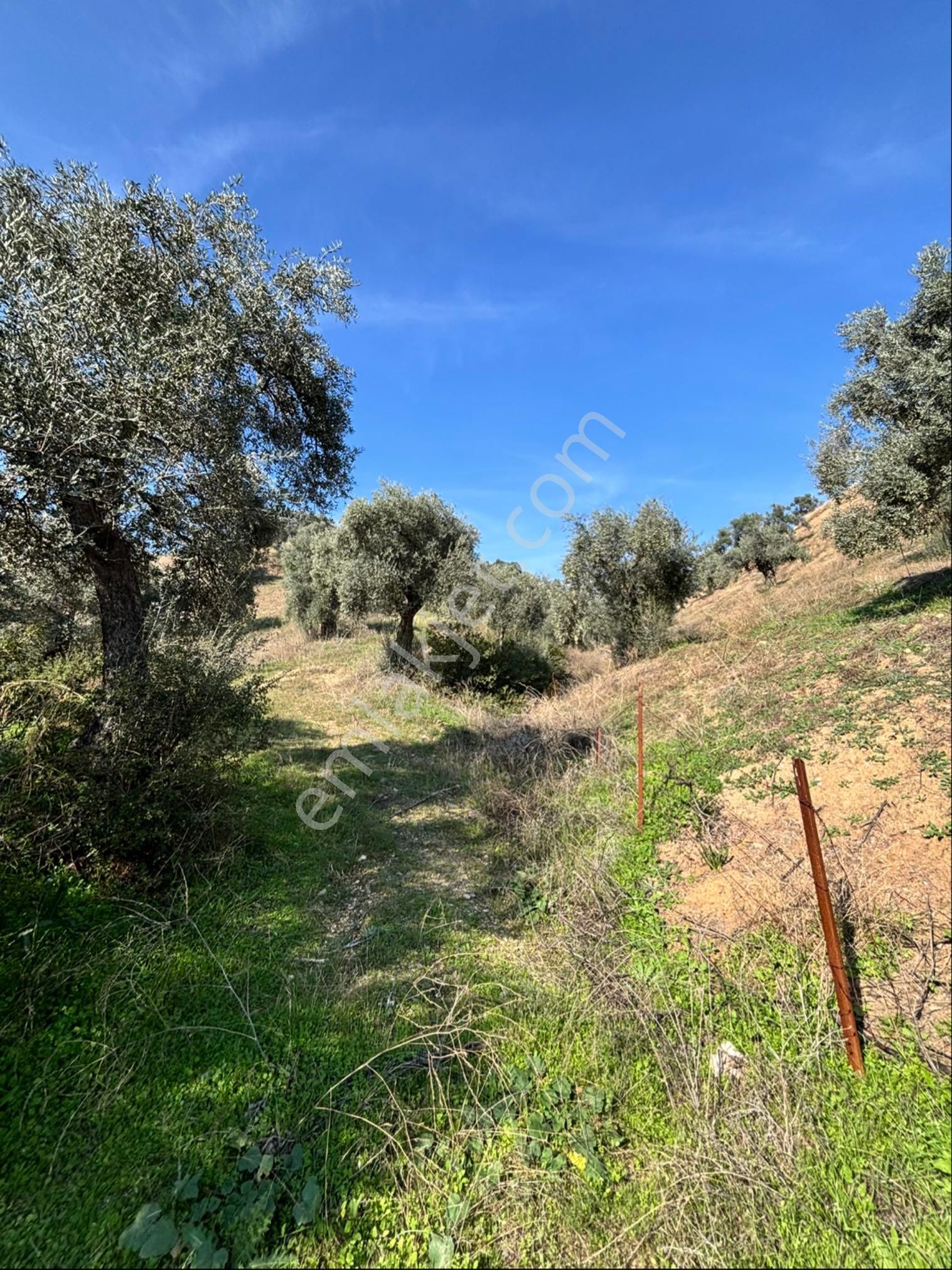 Nazilli İsabeyli Mahallesinde 33.400 M2 Satılık Zeytinlik - Görsel 2