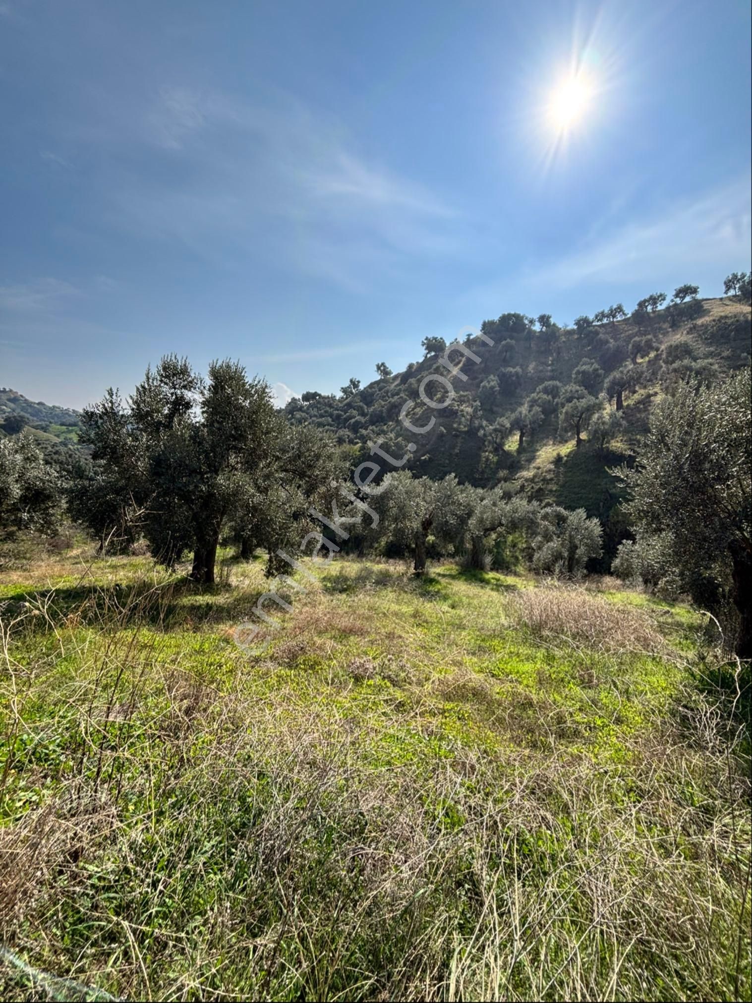 Nazilli İsabeyli Mahallesinde 33.400 M2 Satılık Zeytinlik - Görsel 9