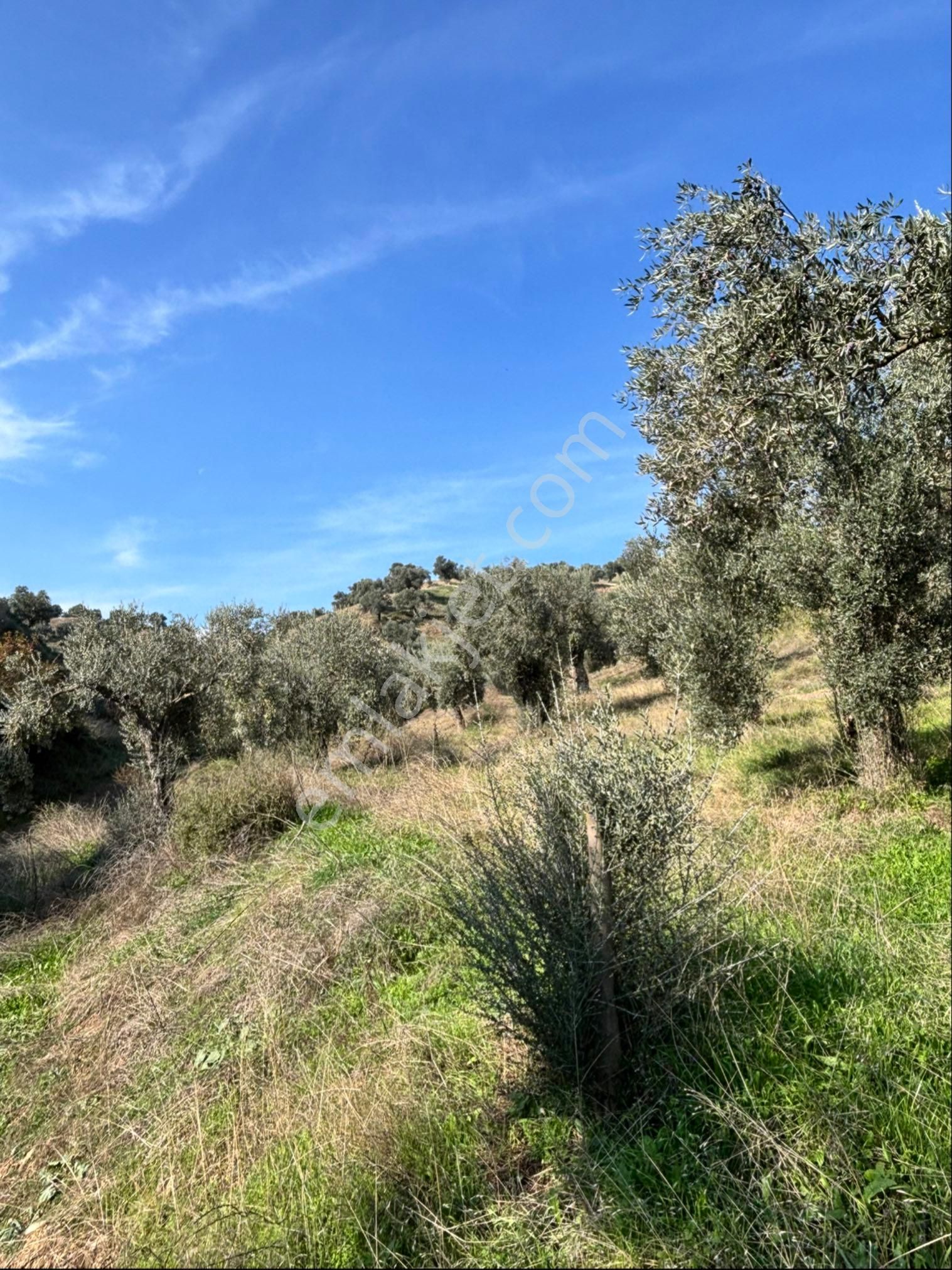 Nazilli İsabeyli Mahallesinde 33.400 M2 Satılık Zeytinlik - Görsel 8