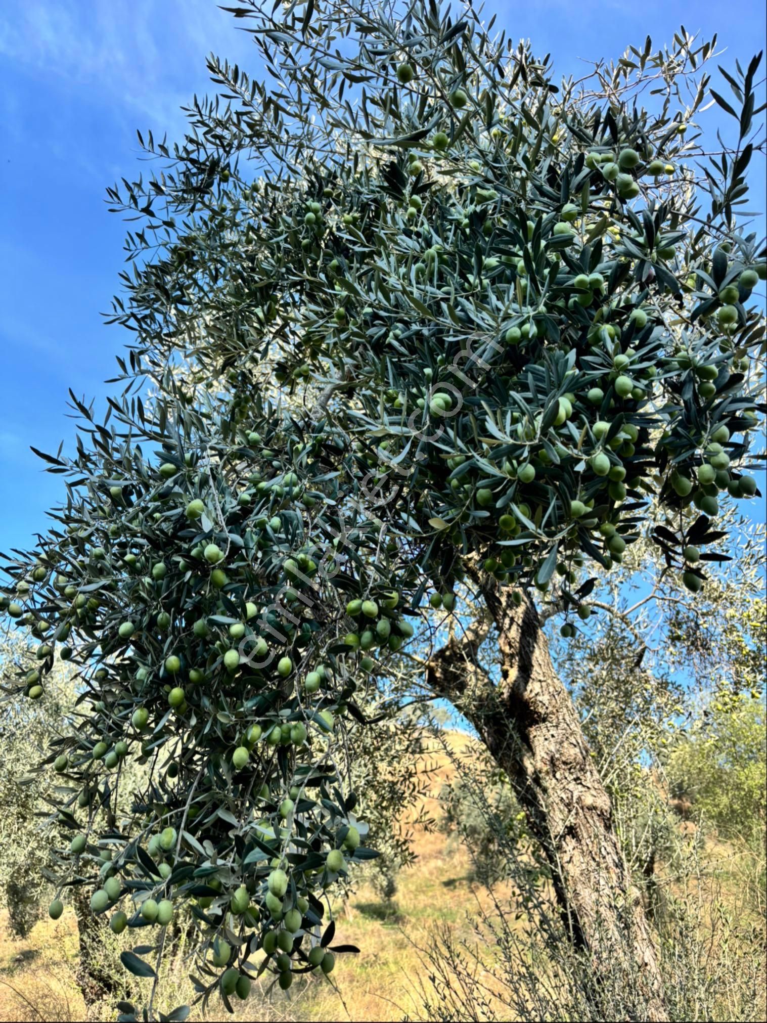 Nazilli İsabeyli Mahallesinde 33.400 M2 Satılık Zeytinlik - Görsel 3