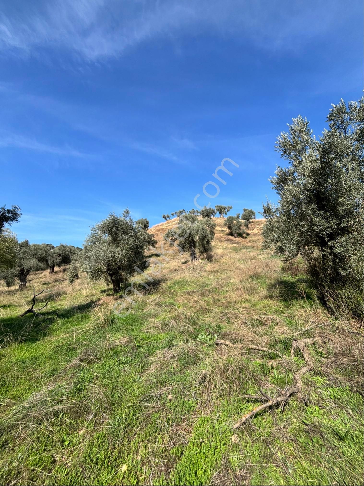 Nazilli İsabeyli Mahallesinde 33.400 M2 Satılık Zeytinlik - Görsel 14