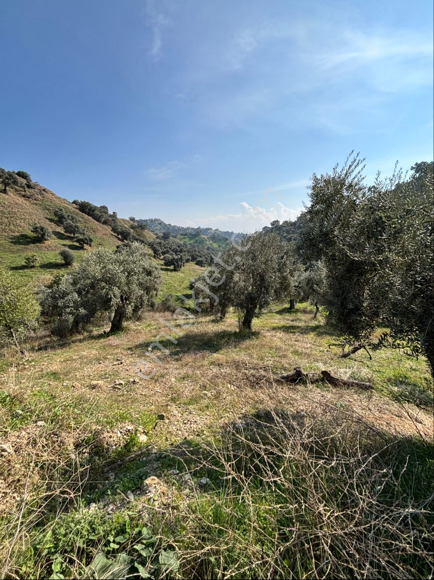 Nazilli İsabeyli Mahallesinde 33.400 M2 Satılık Zeytinlik - Görsel 12