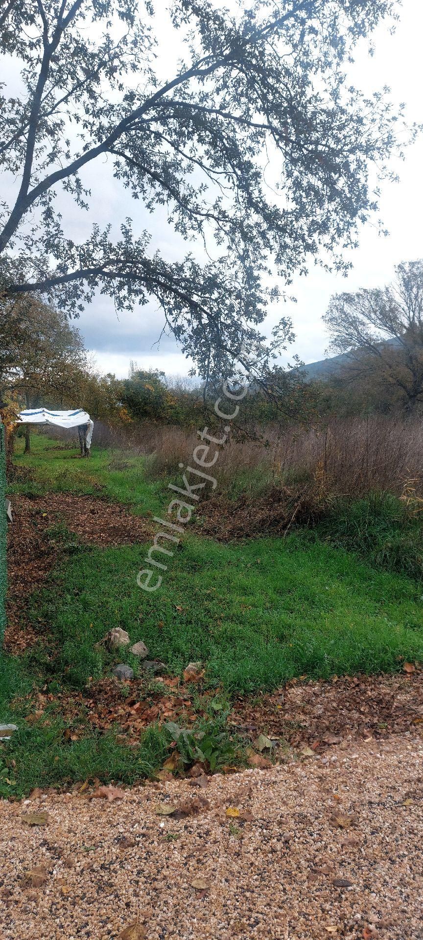 Gemlik /genç Ali Mahallesi Müstakil Tarla - Görsel 15