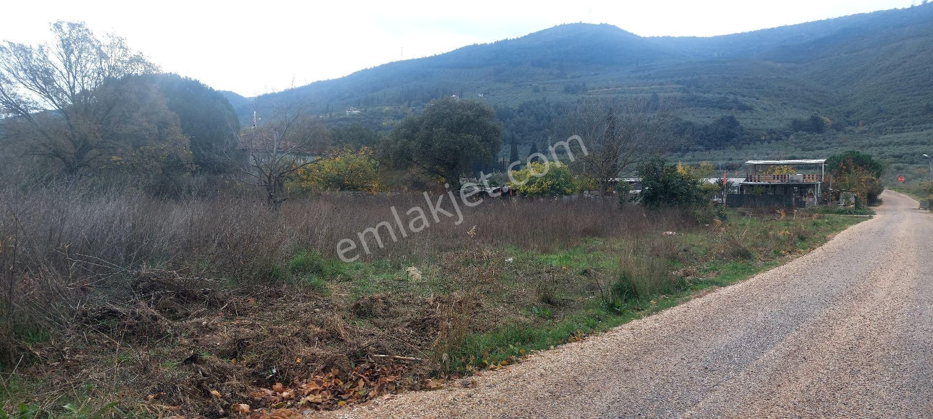 Gemlik /genç Ali Mahallesi Müstakil Tarla - Görsel 3