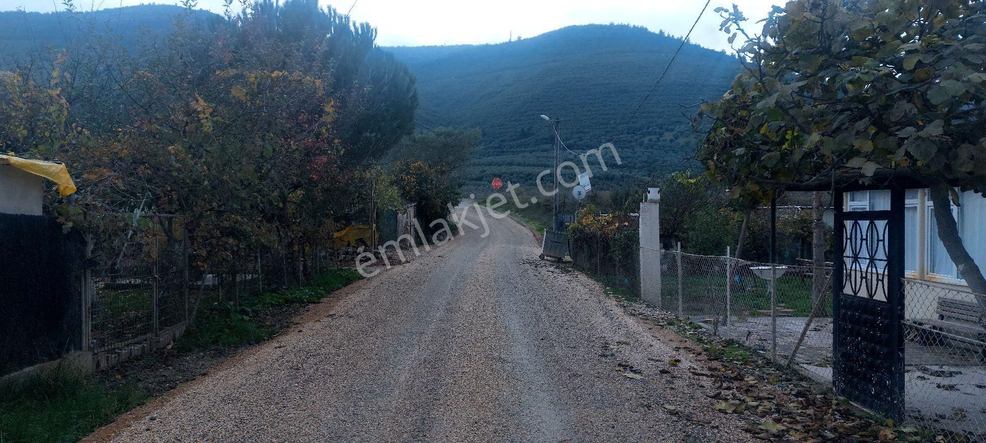 Gemlik /genç Ali Mahallesi Müstakil Tarla - Görsel 9