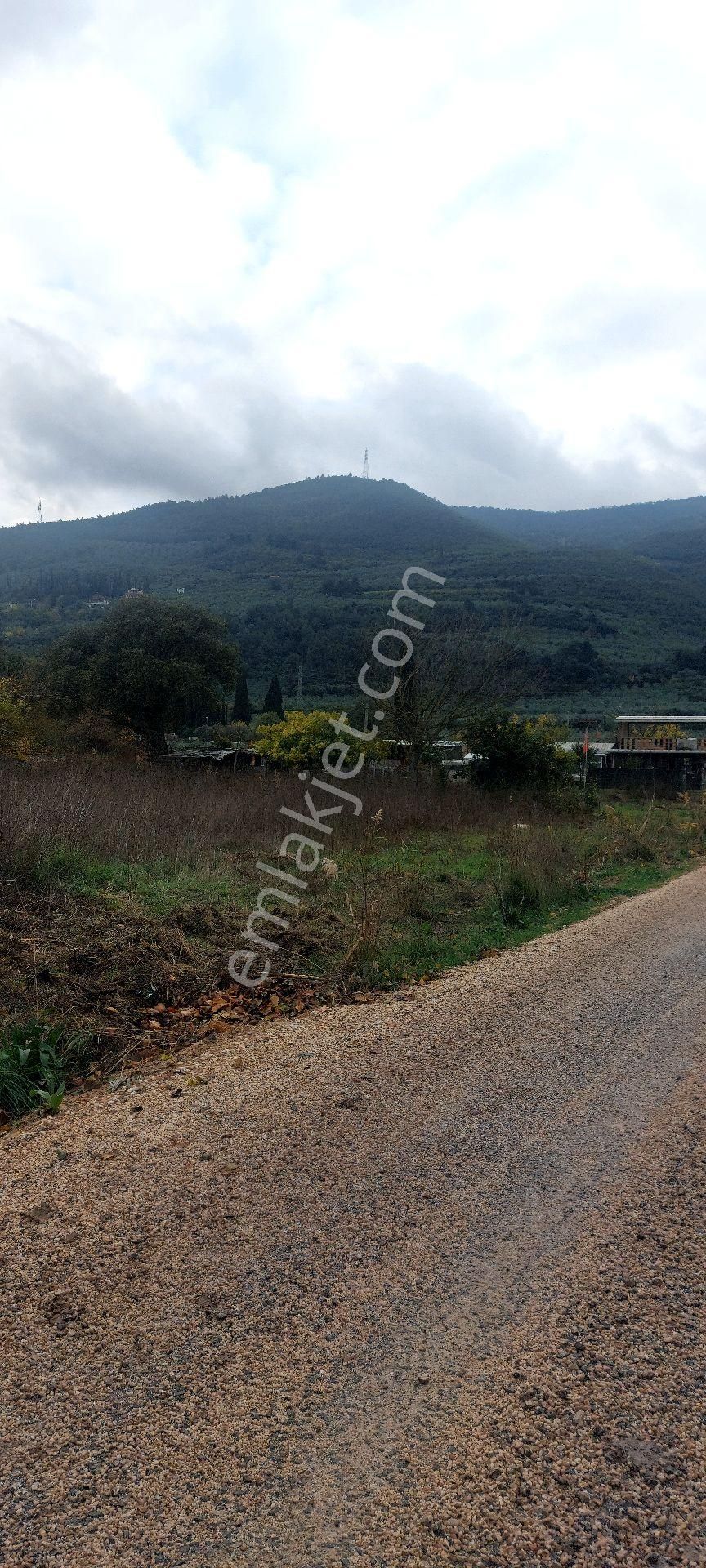 Gemlik /genç Ali Mahallesi Müstakil Tarla - Görsel 2