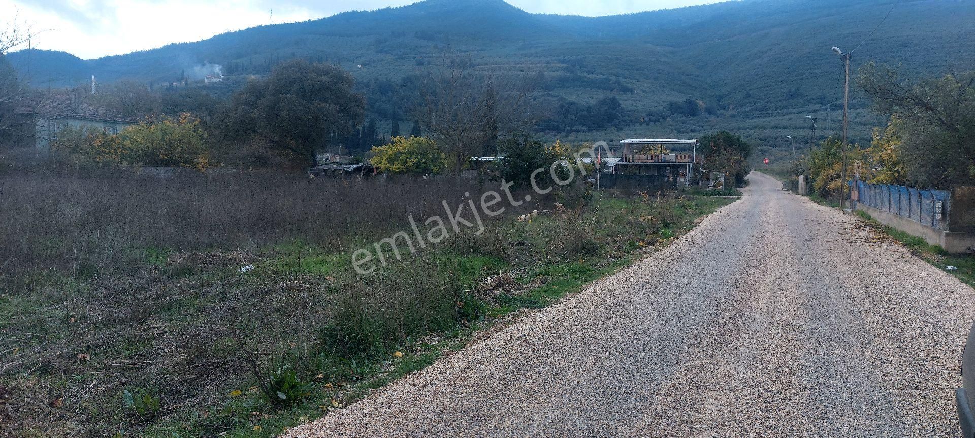 Gemlik /genç Ali Mahallesi Müstakil Tarla - Görsel 13