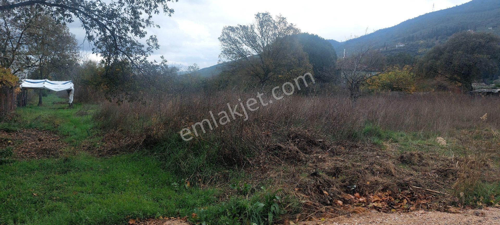 Gemlik /genç Ali Mahallesi Müstakil Tarla - Görsel 4