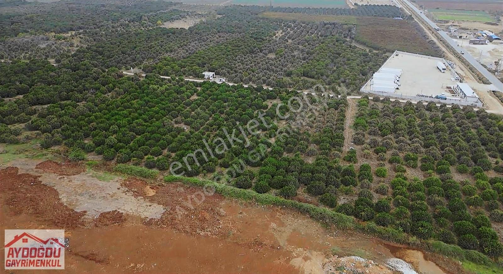 Aydoğdu Gayrimenkulden Bekirde Yolunda Satılık Narenciye Bahçesi - Görsel 6