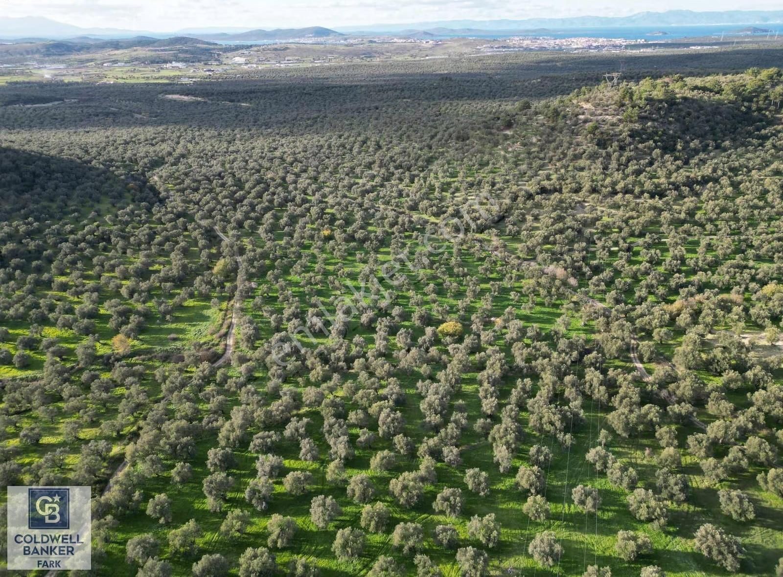 Ayvalık Satılık Zeytinlik - Görsel 9