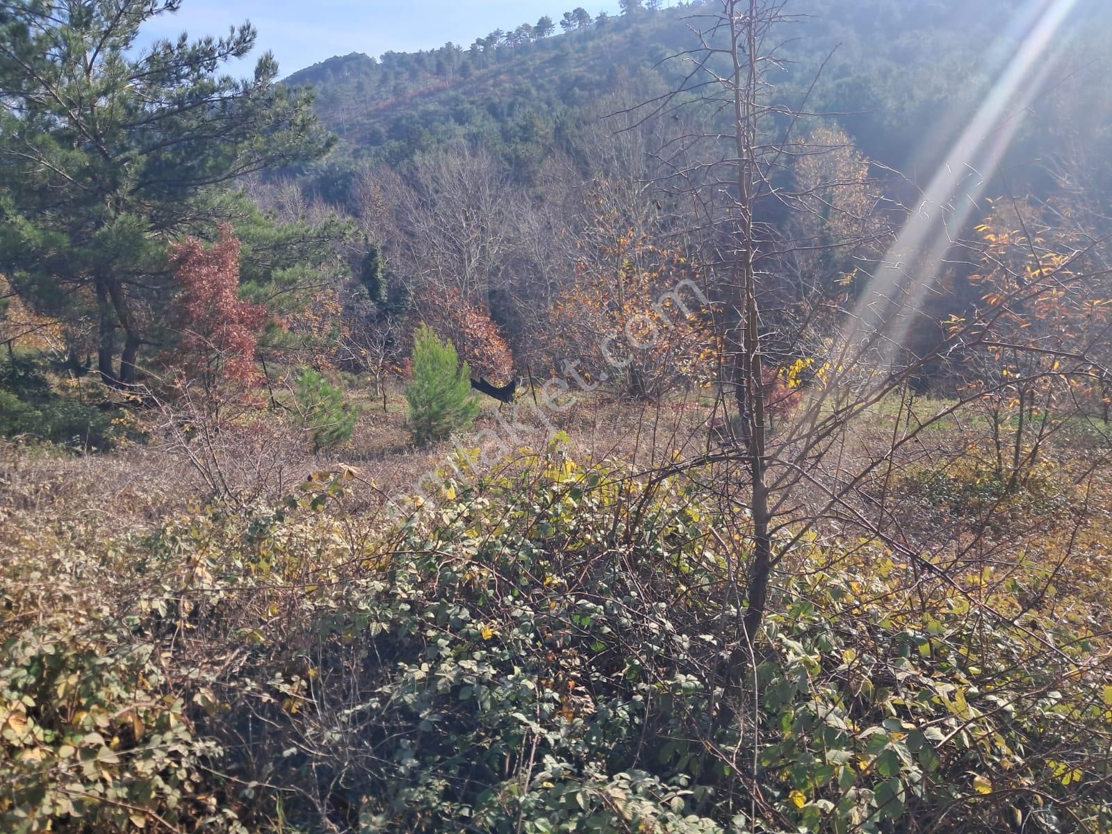 İzmir Torbalı Gold Emlaktan Alankıyıda Satılık Bahçe - Görsel 6
