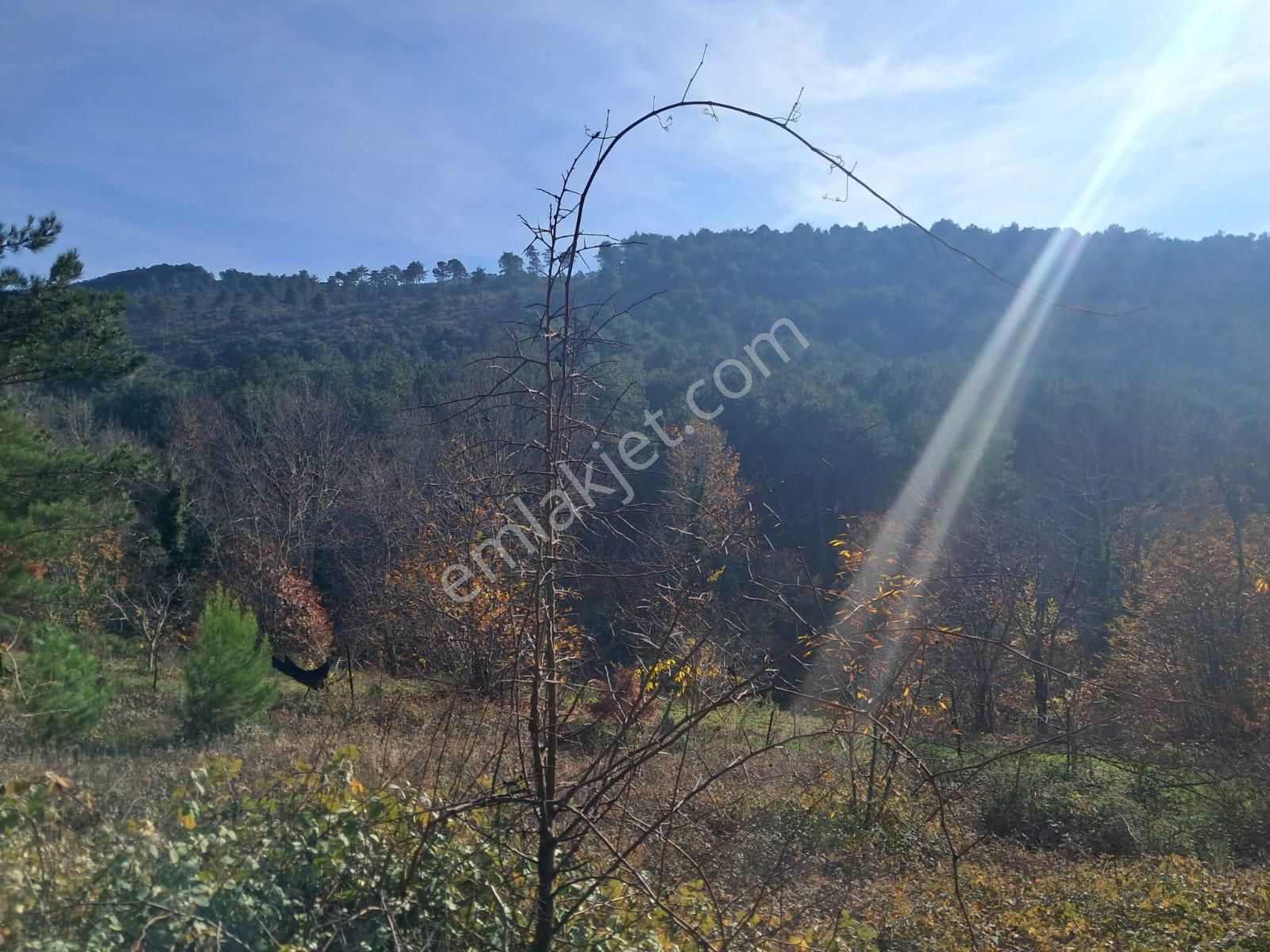 İzmir Torbalı Gold Emlaktan Alankıyıda Satılık Bahçe - Görsel 5