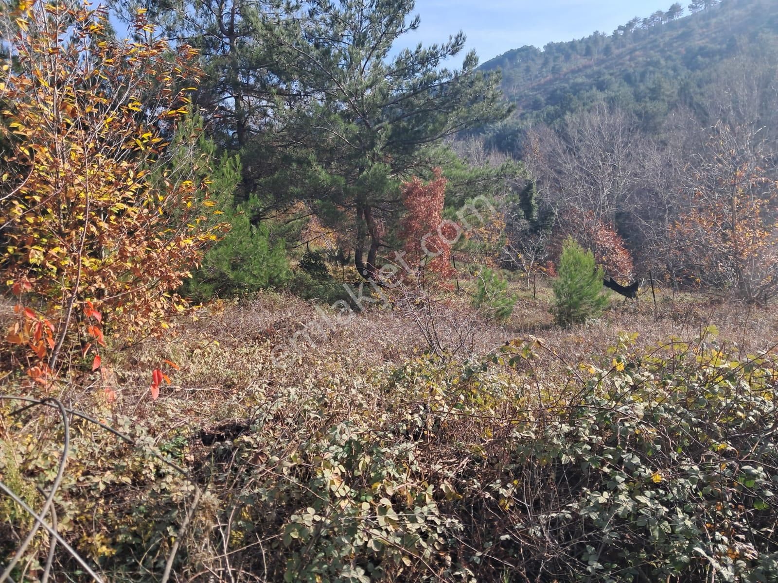 İzmir Torbalı Gold Emlaktan Alankıyıda Satılık Bahçe - Görsel 3