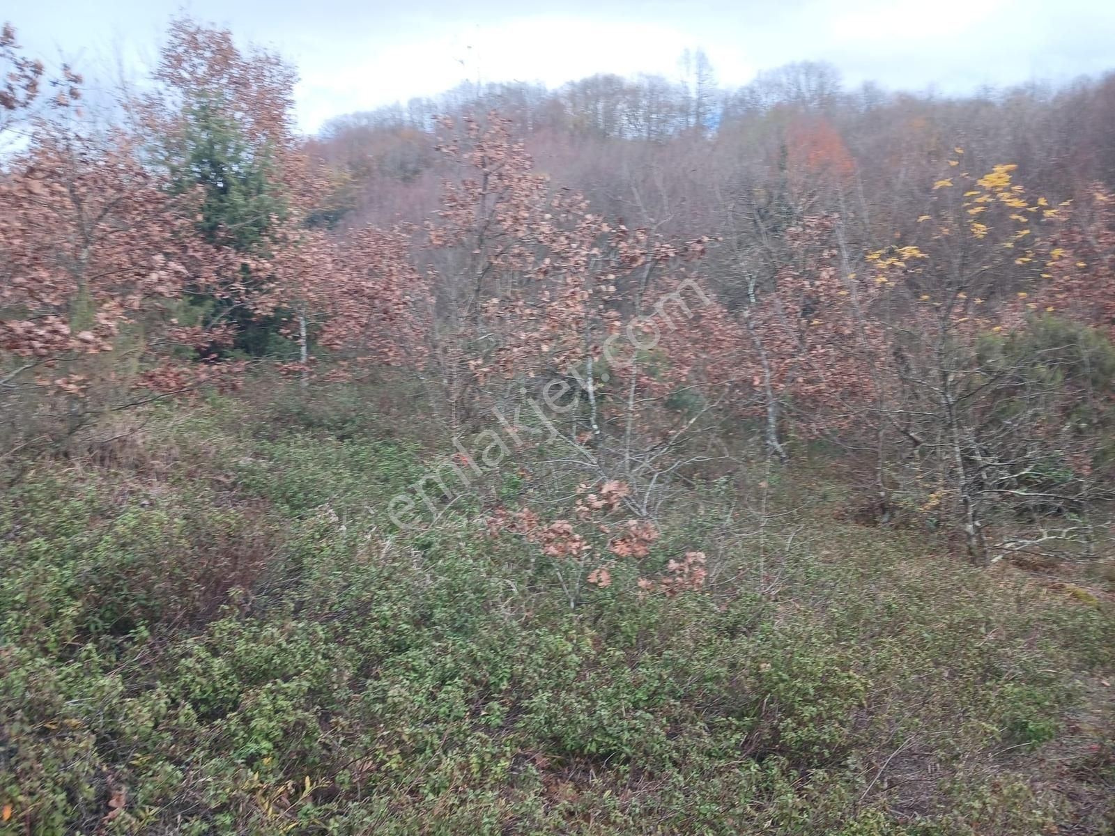 Organize Sanayi Bölgesine 9km Mesafe Kozluca'da Satılık Tarla - Görsel 9
