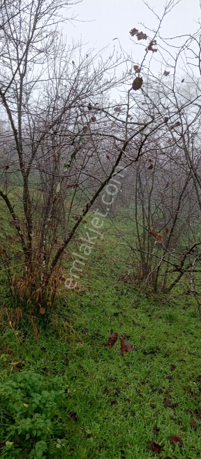 Perşembe Töngeldüzü Mahallesinde Satılık İmarlı Bahçe. - Görsel 3