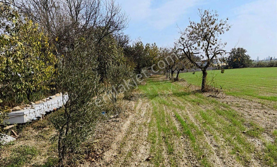 Sahibinden Satılık Şehre Yakın Tarla - Görsel 7