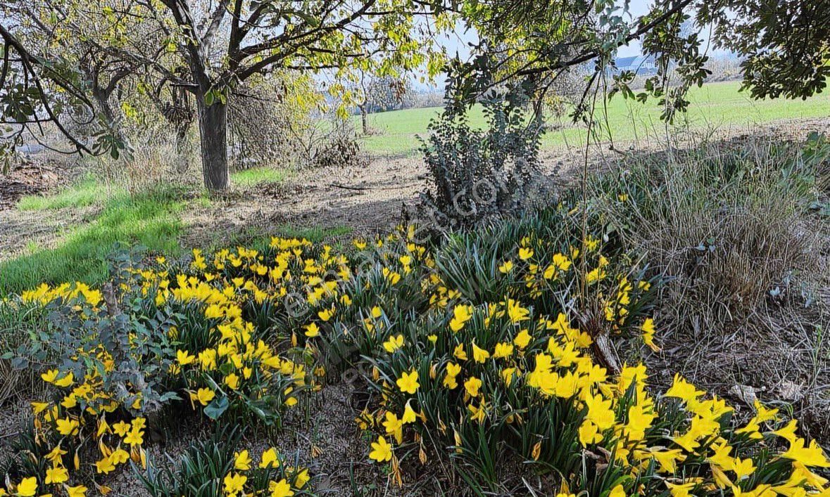 Sahibinden Satılık Şehre Yakın Tarla - Görsel 6