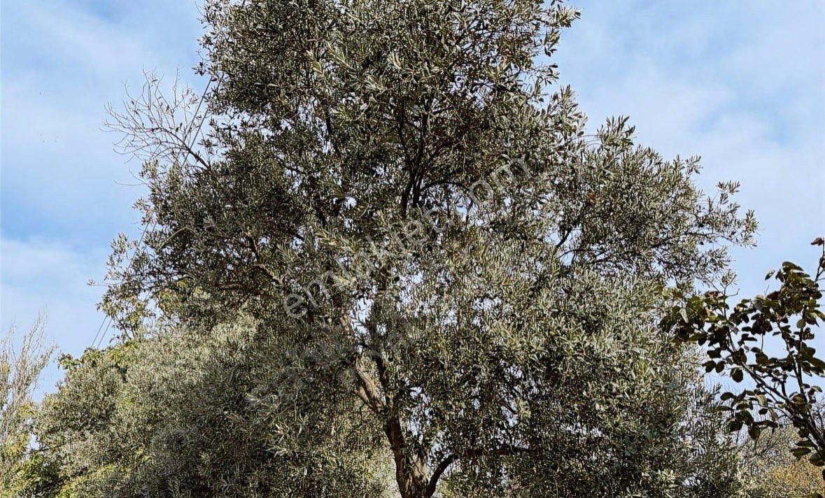 Sahibinden Satılık Şehre Yakın Tarla - Görsel 4