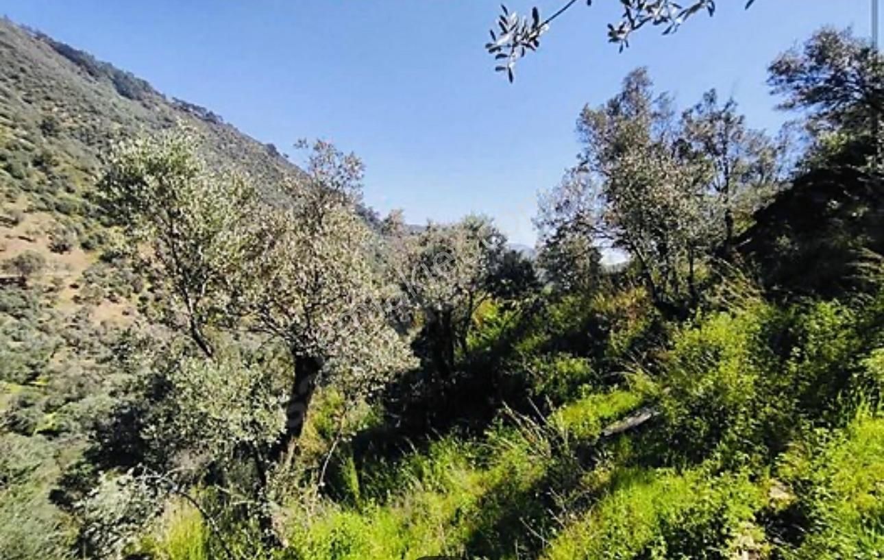 Bayındır Çamlıbel Satılık 6 Dönüm Kelepir Zeytinlik