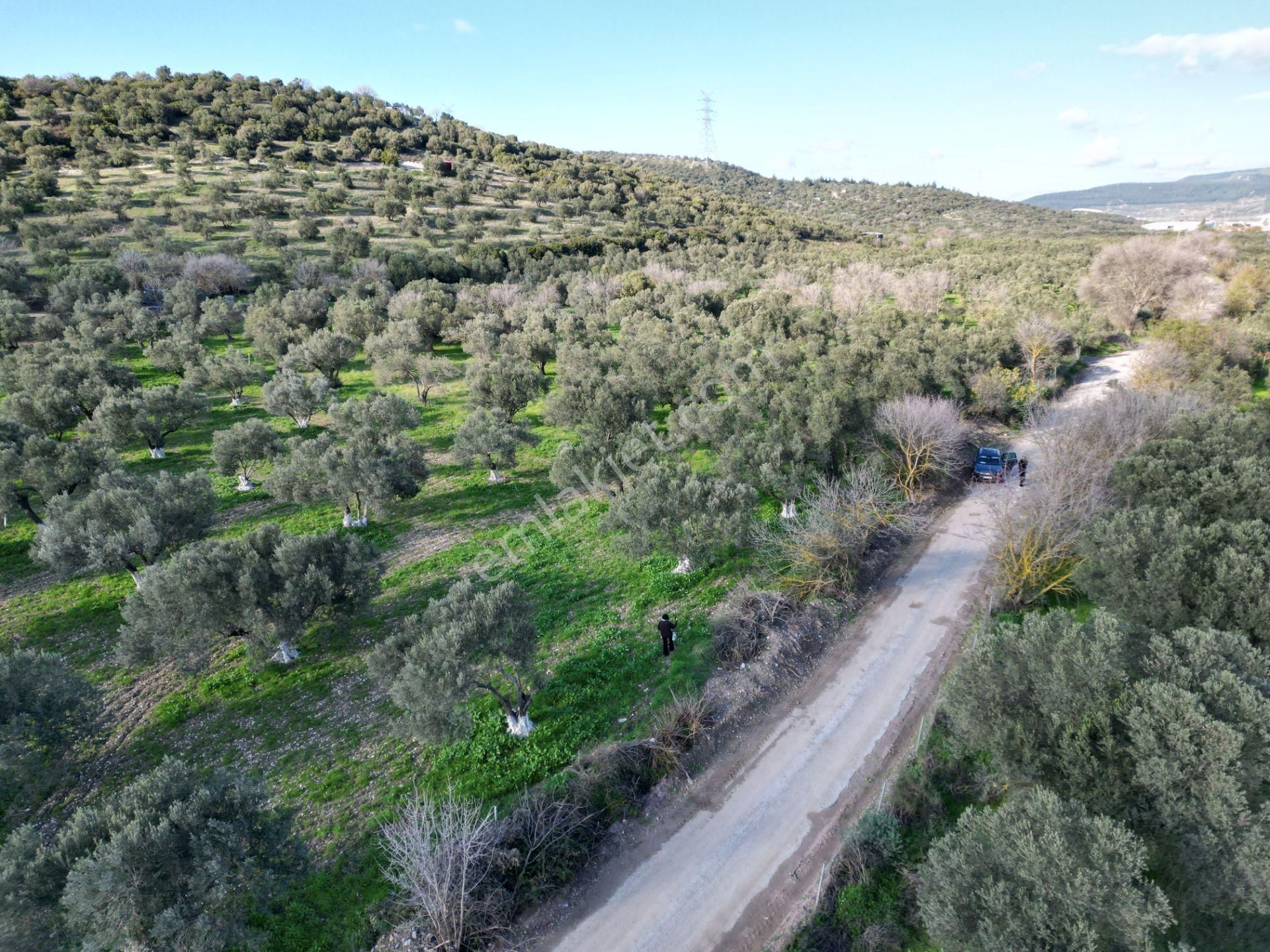 Aliağa Helvacı'da Satılık Çok Amaçlı Alan