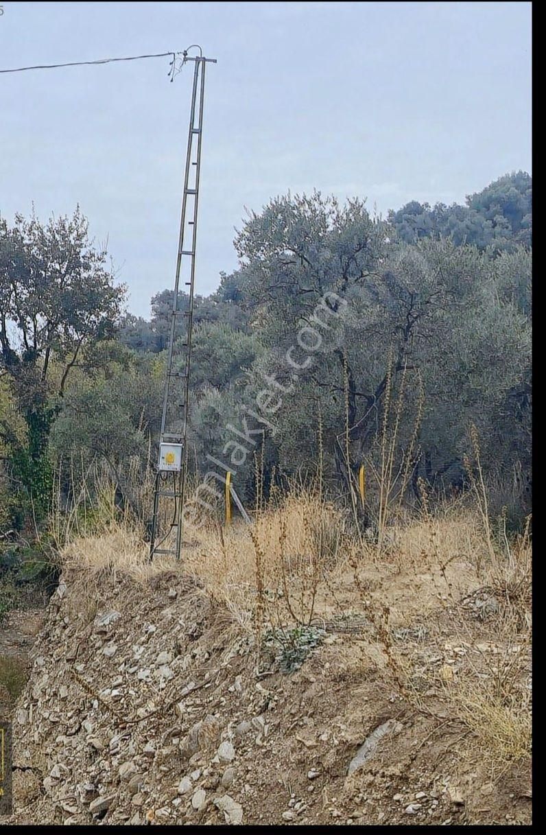 Satılık Hobı Bahçesi Zeytinlik - Görsel 9