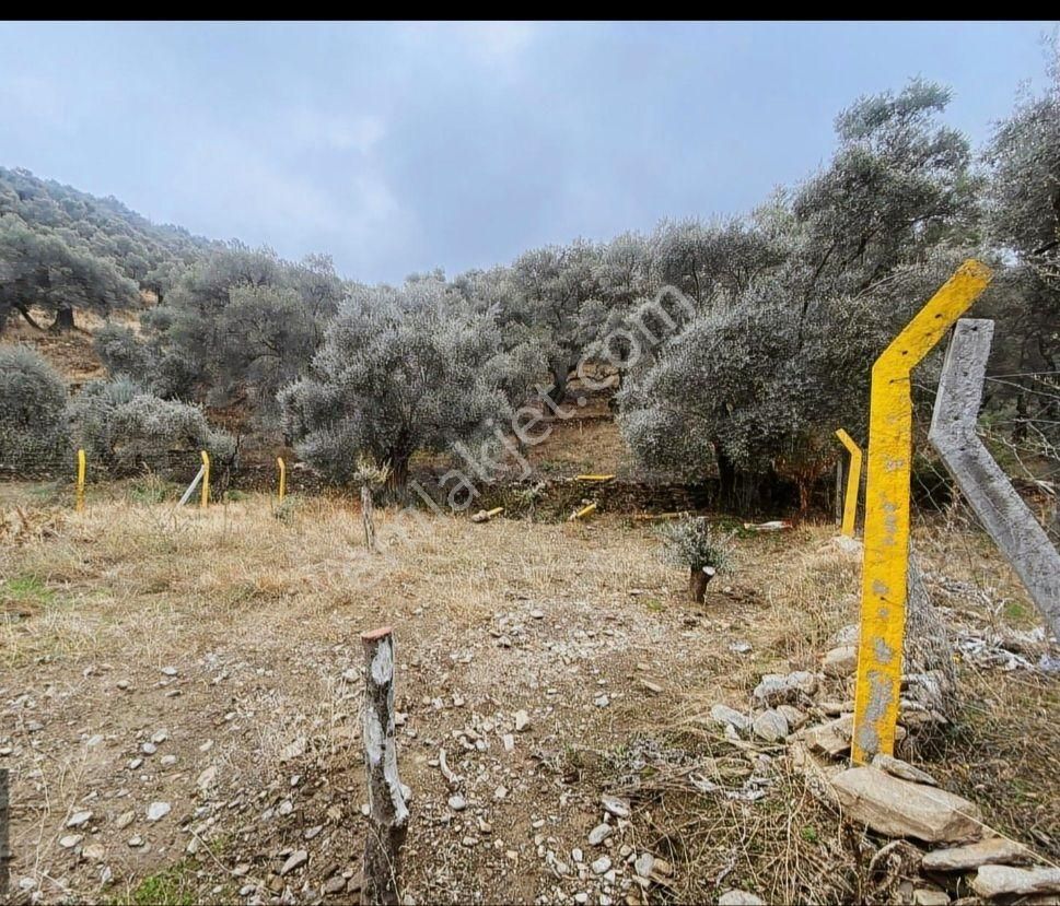 Satılık Hobı Bahçesi Zeytinlik - Görsel 13