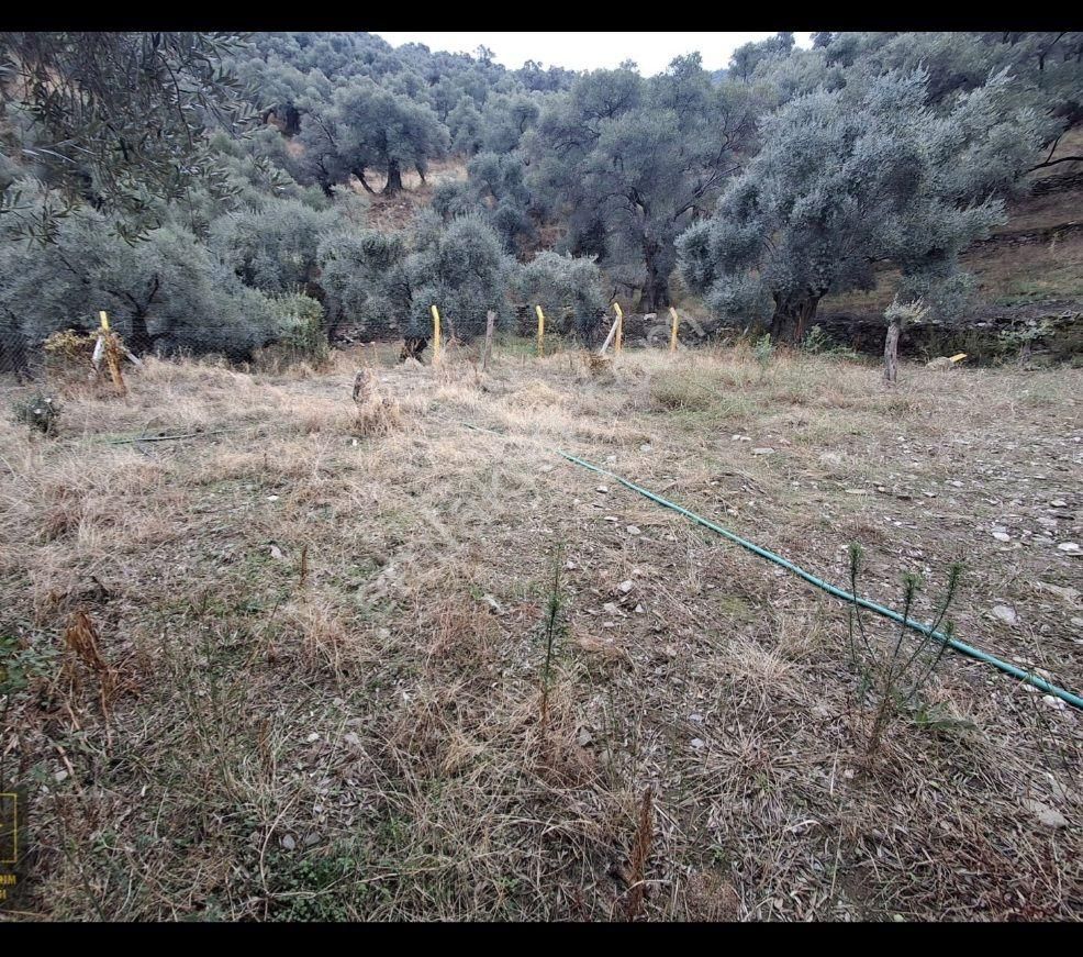 Satılık Hobı Bahçesi Zeytinlik - Görsel 15