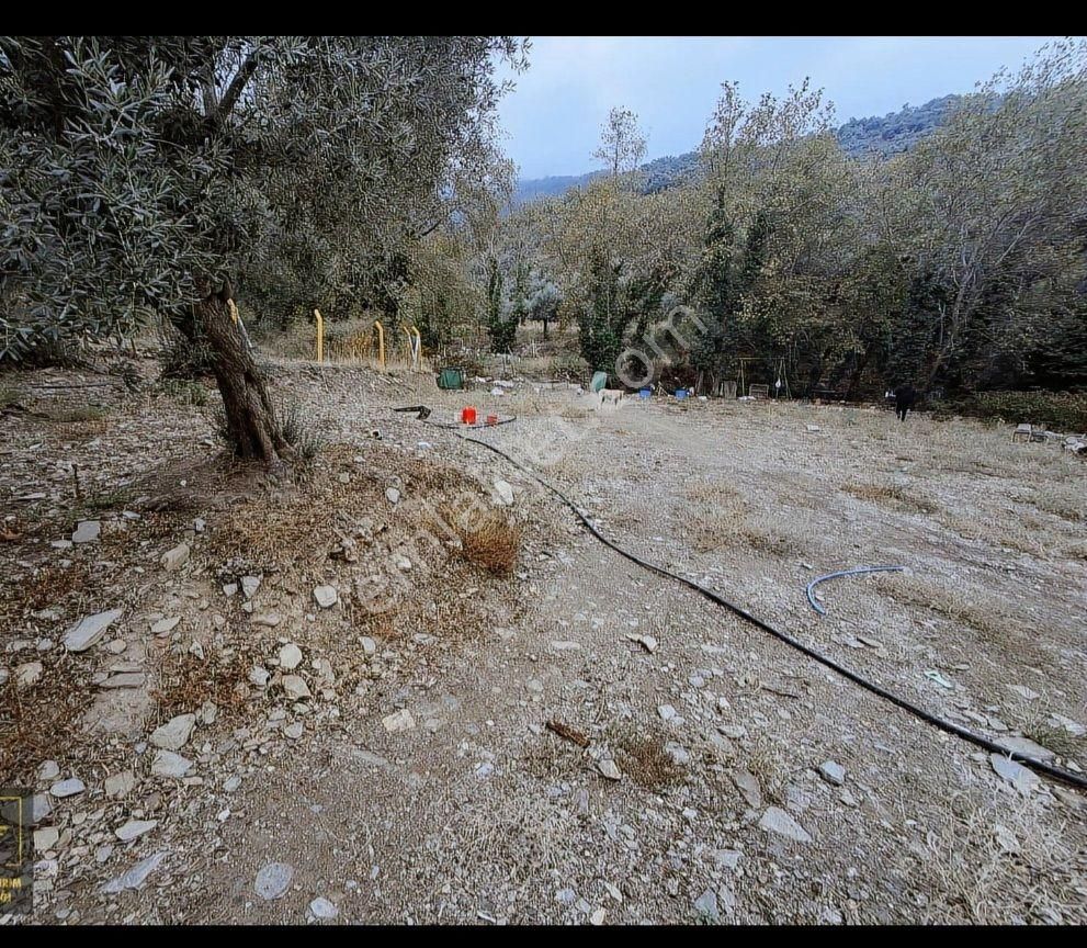 Satılık Hobı Bahçesi Zeytinlik - Görsel 20