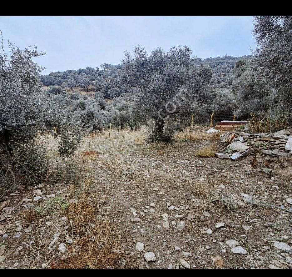 Satılık Hobı Bahçesi Zeytinlik - Görsel 19