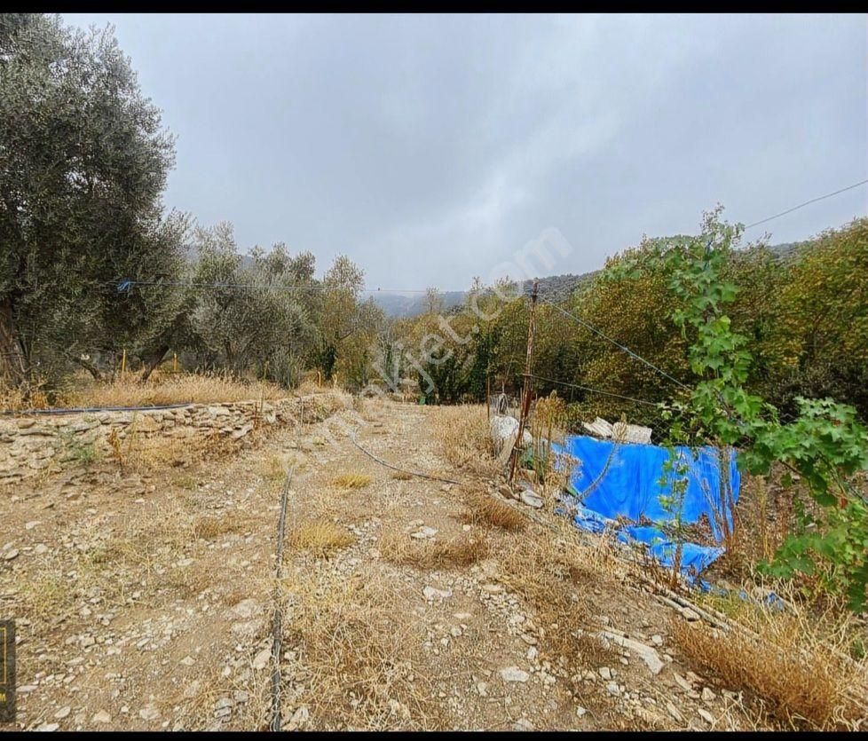 Satılık Hobı Bahçesi Zeytinlik - Görsel 8