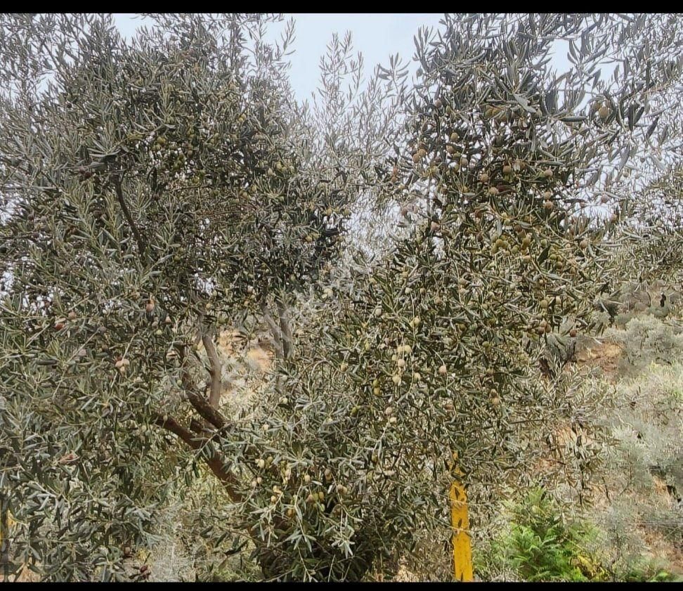 Satılık Hobı Bahçesi Zeytinlik - Görsel 5