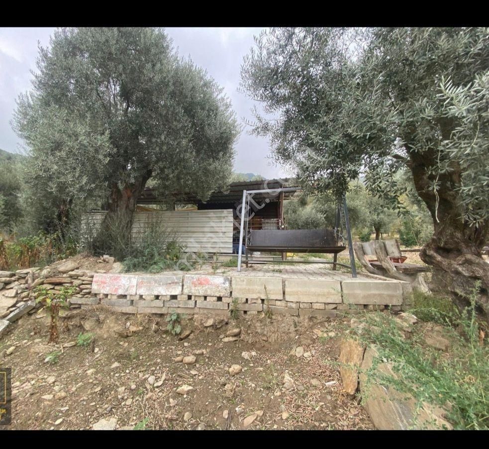 Satılık Hobı Bahçesi Zeytinlik - Görsel 23