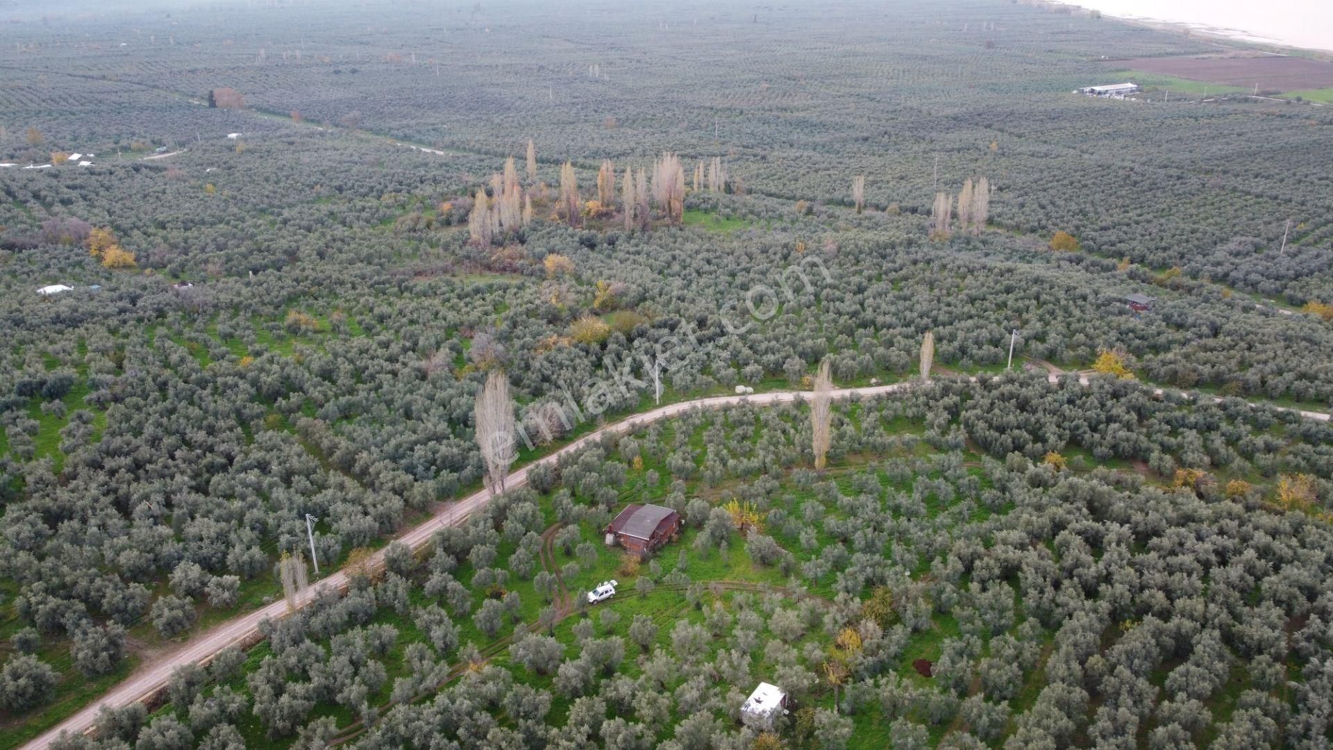 Altın Emlak'tan Hecelerde Satılık 2501 M² Zeytinlik - Görsel 7