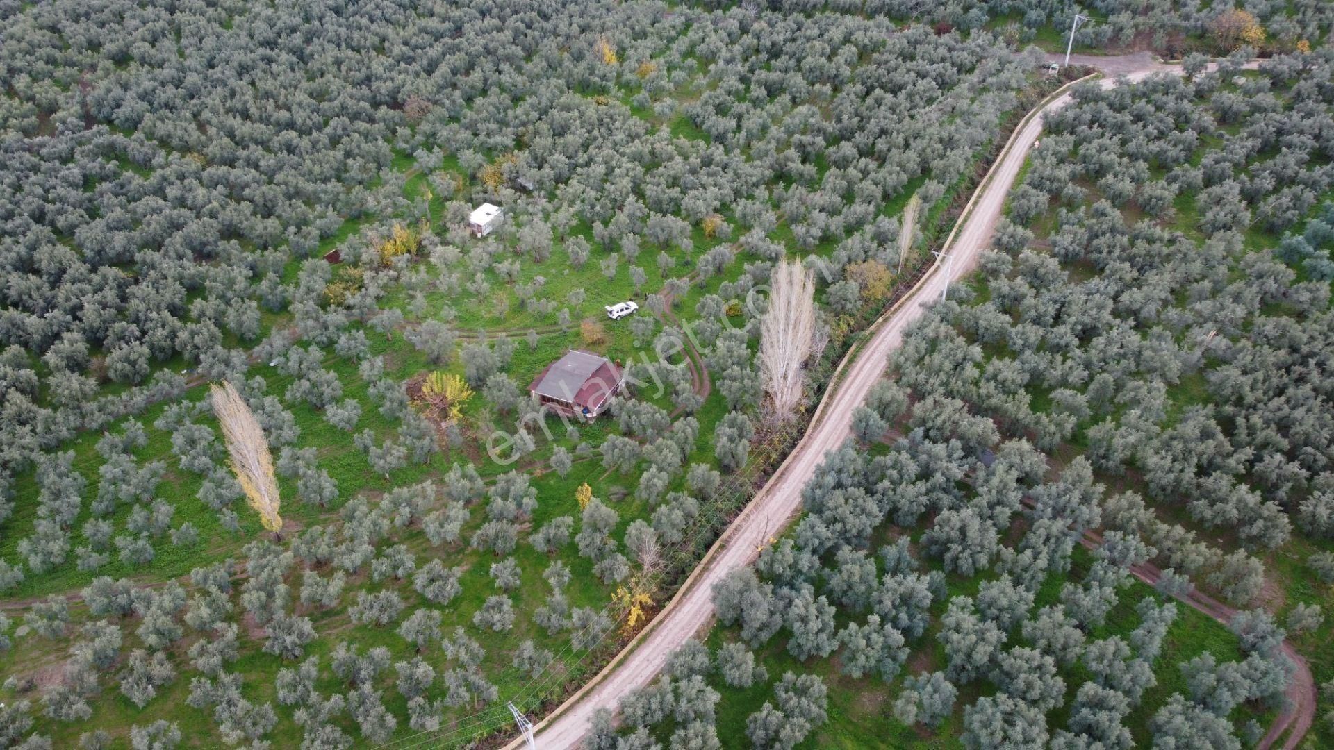 Altın Emlak'tan Hecelerde Satılık 2501 M² Zeytinlik - Görsel 3