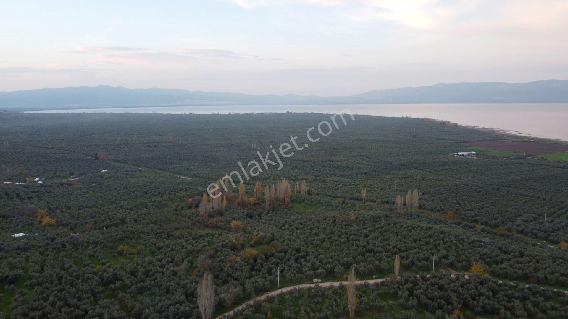 Altın Emlak'tan Hecelerde Satılık 2501 M² Zeytinlik - Görsel 8