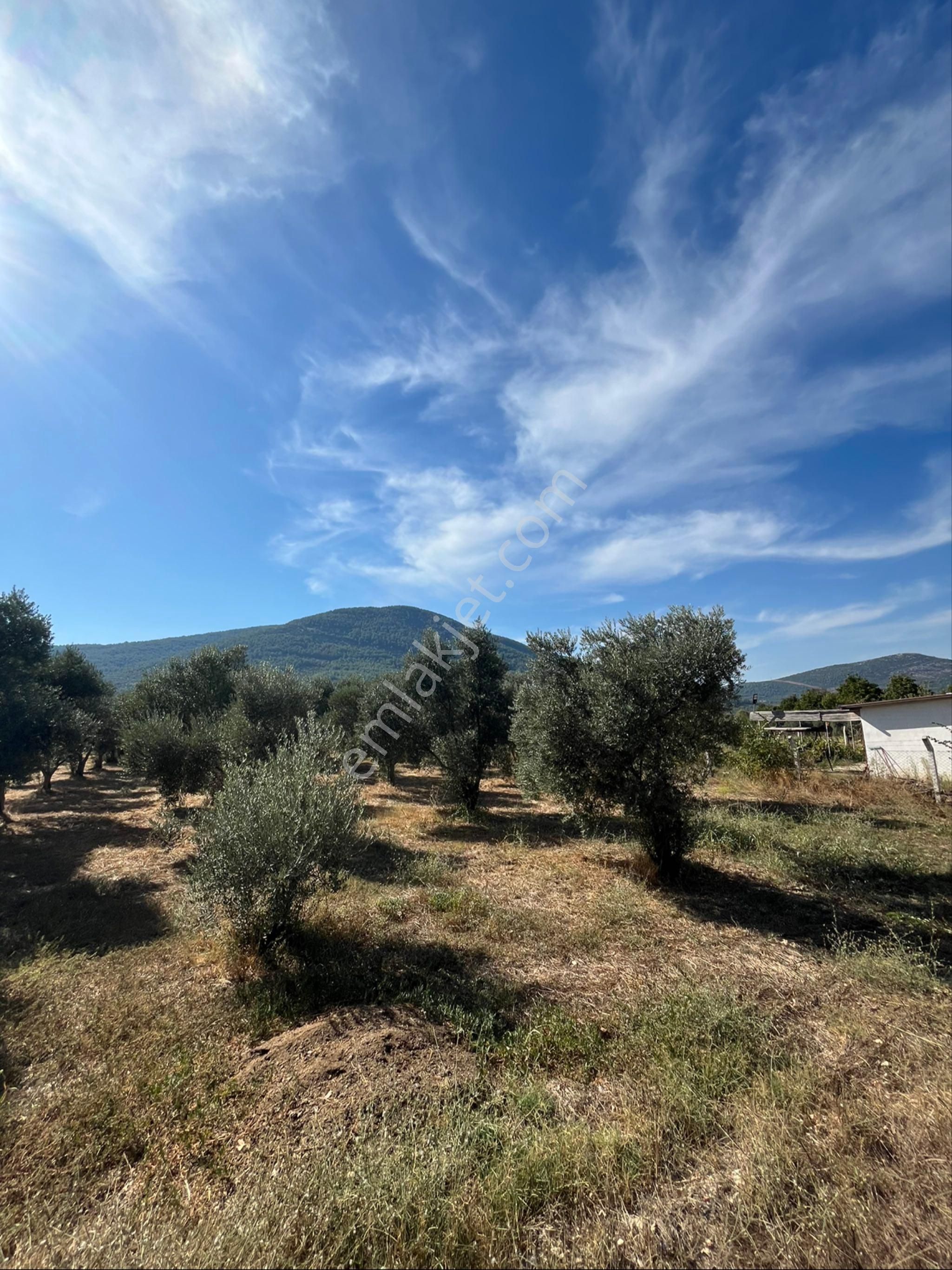 Muğla Menteşe Yeşilyurt Mah. Satılık Tarla - Görsel 3