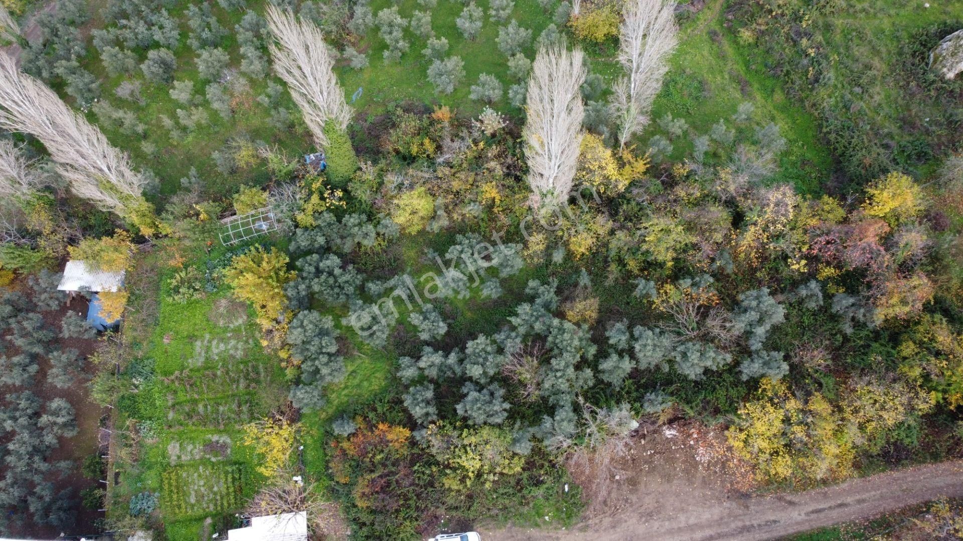 Altın Emlak'tan Yenigürle'de Satılık 1548 M² Zeytinlik Arsa - Görsel 8