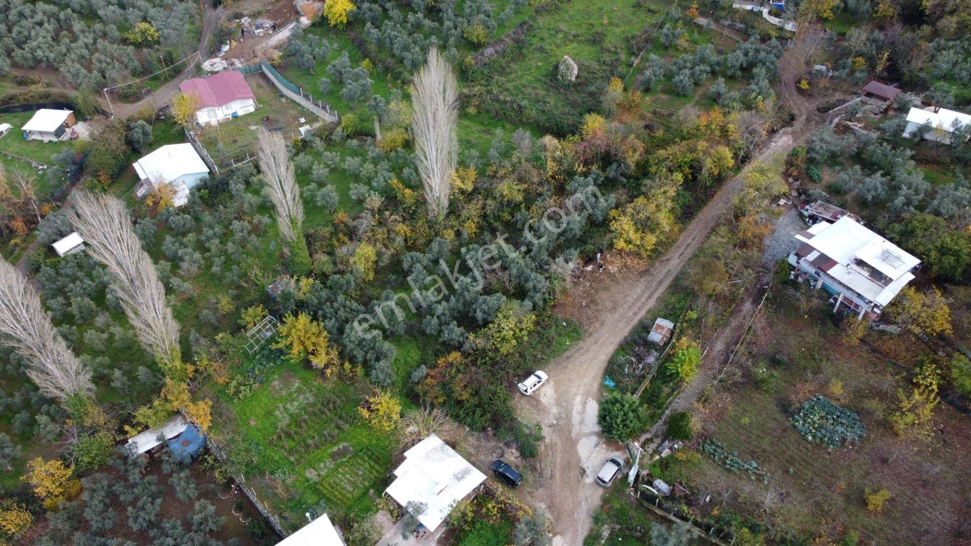 Altın Emlak'tan Yenigürle'de Satılık 1548 M² Zeytinlik Arsa - Görsel 12
