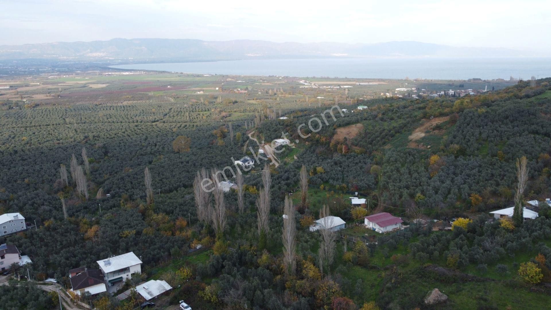 Altın Emlak'tan Yenigürle'de Satılık 1548 M² Zeytinlik Arsa - Görsel 17