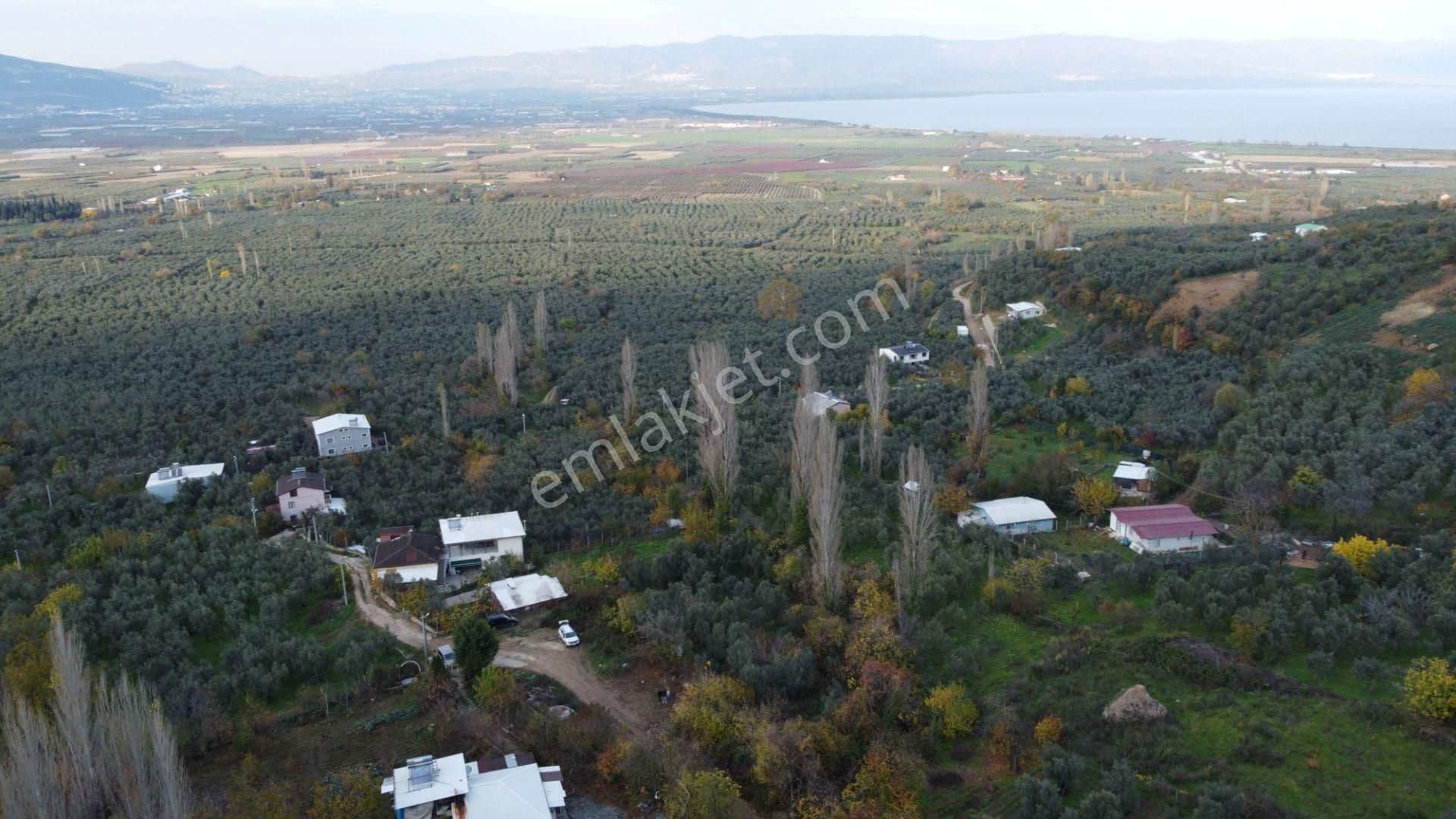 Altın Emlak'tan Yenigürle'de Satılık 1548 M² Zeytinlik Arsa - Görsel 13