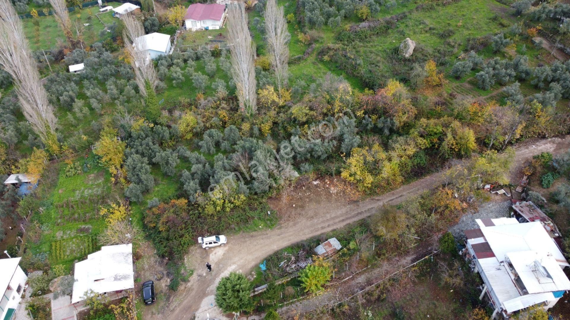 Altın Emlak'tan Yenigürle'de Satılık 1548 M² Zeytinlik Arsa - Görsel 2