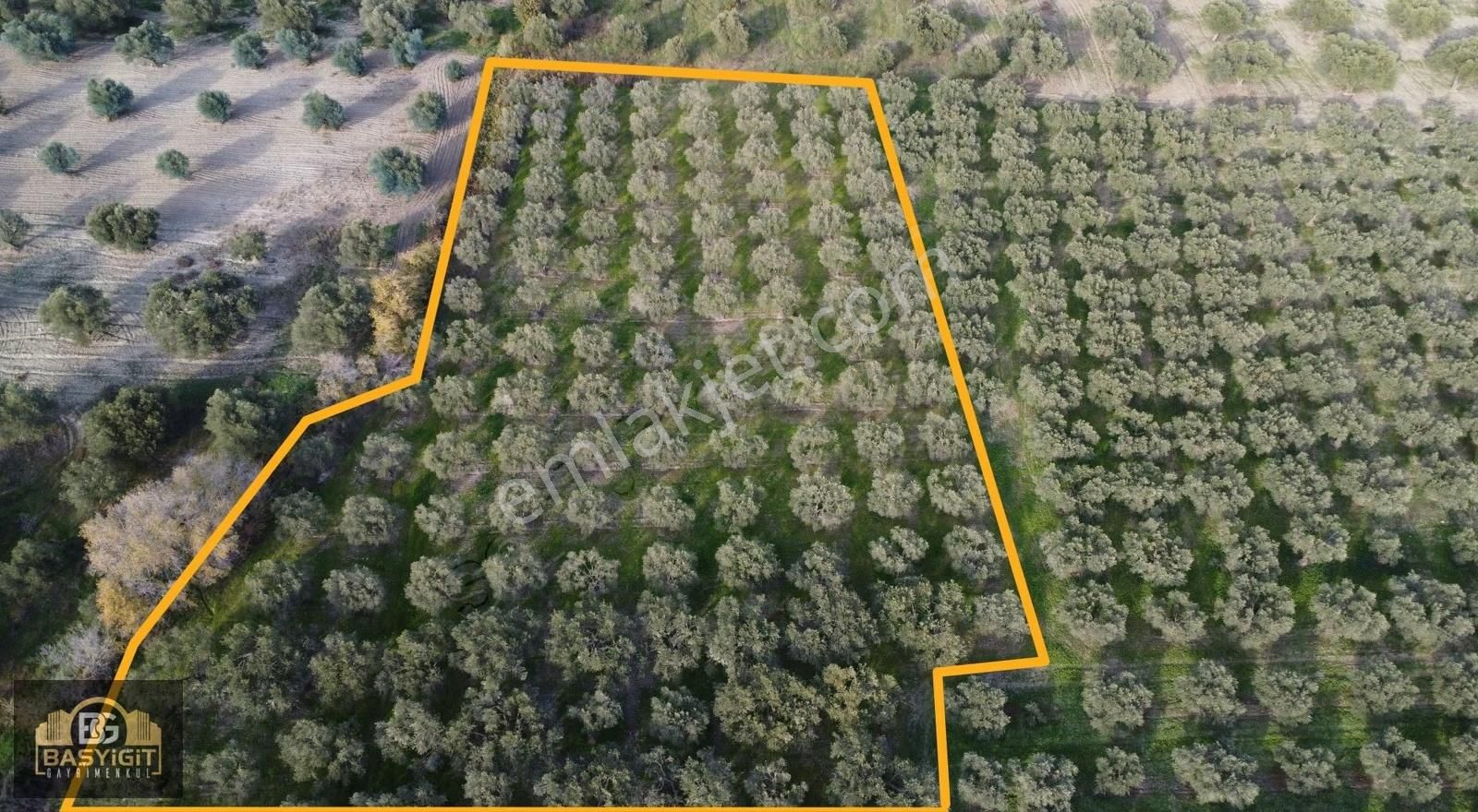 Ballıca Mah.6.250m2 Tek Tapu Satılık Zeytin Tarlası - Görsel 25