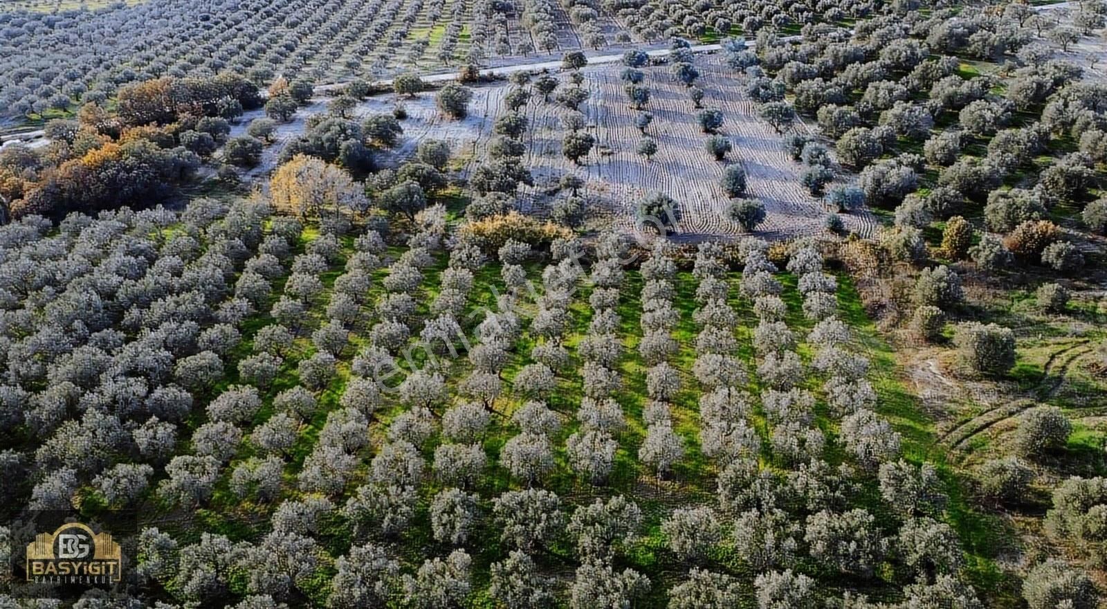 Ballıca Mah.6.250m2 Tek Tapu Satılık Zeytin Tarlası - Görsel 3