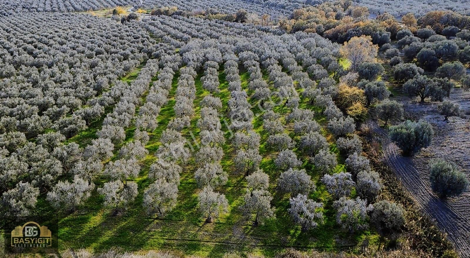 Ballıca Mah.6.250m2 Tek Tapu Satılık Zeytin Tarlası - Görsel 22