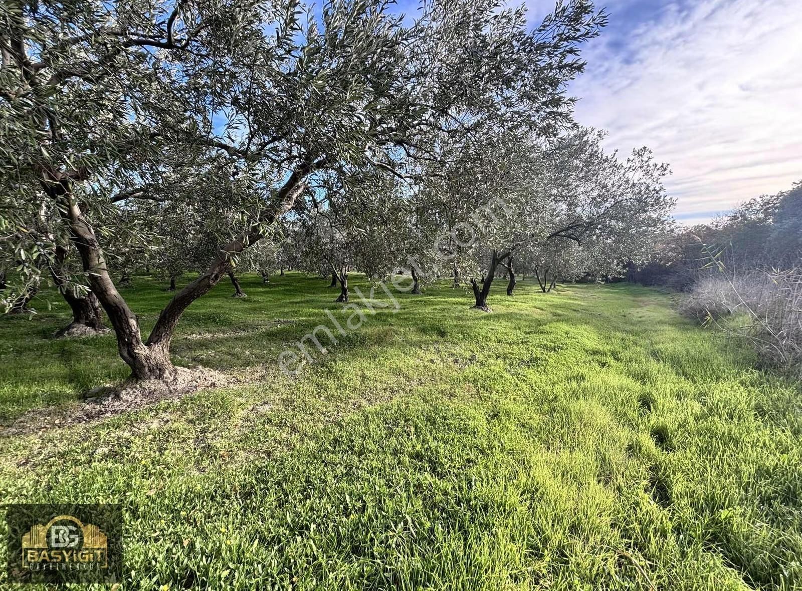 Ballıca Mah.6.250m2 Tek Tapu Satılık Zeytin Tarlası - Görsel 13
