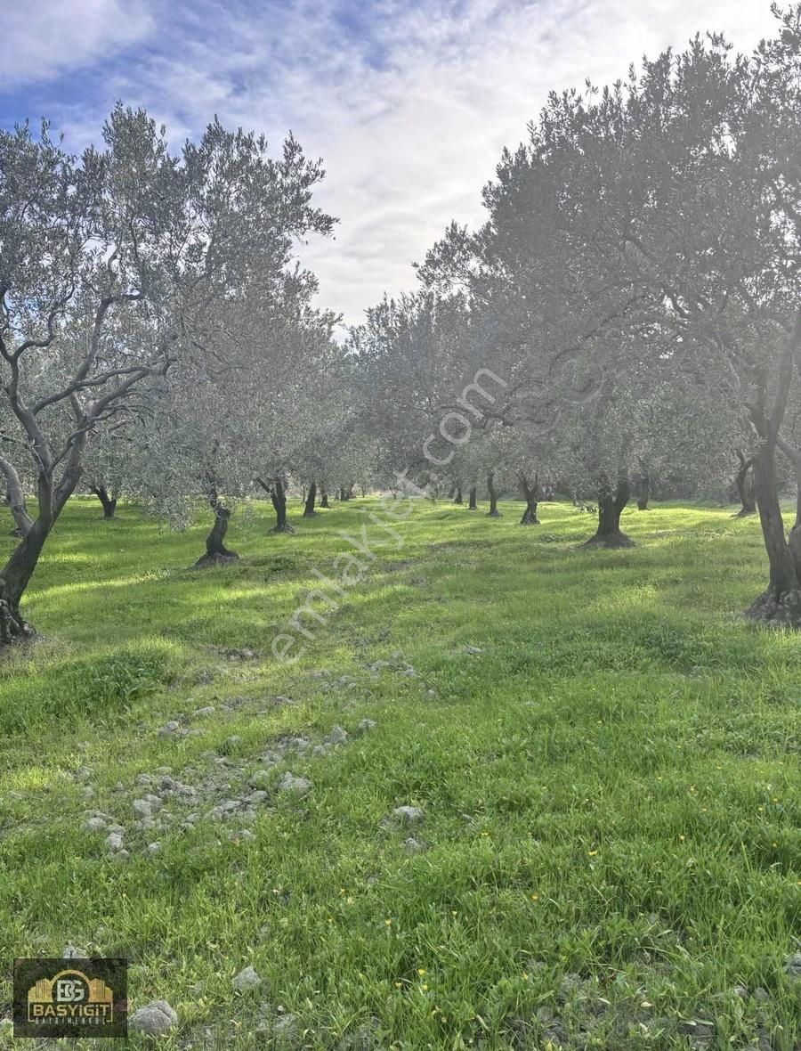Ballıca Mah.6.250m2 Tek Tapu Satılık Zeytin Tarlası - Görsel 15