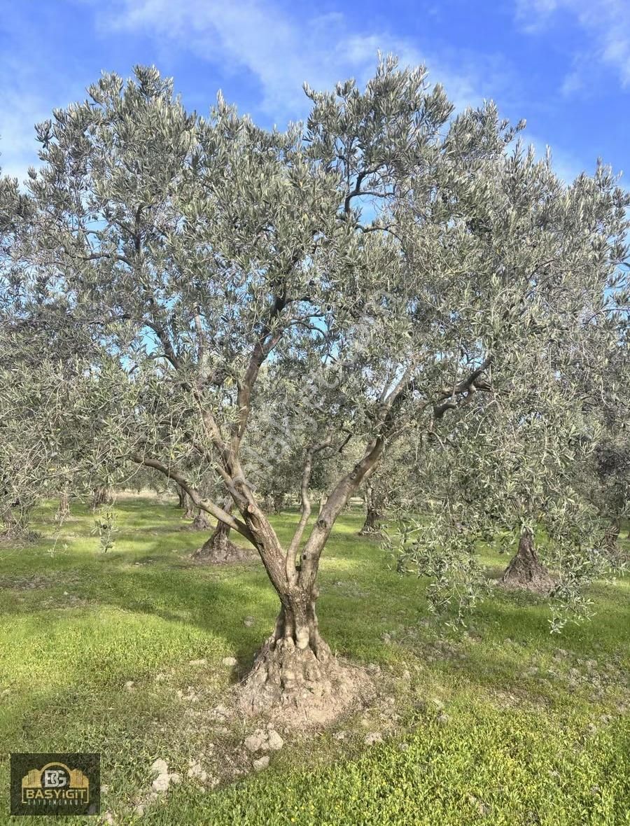 Ballıca Mah.6.250m2 Tek Tapu Satılık Zeytin Tarlası - Görsel 9