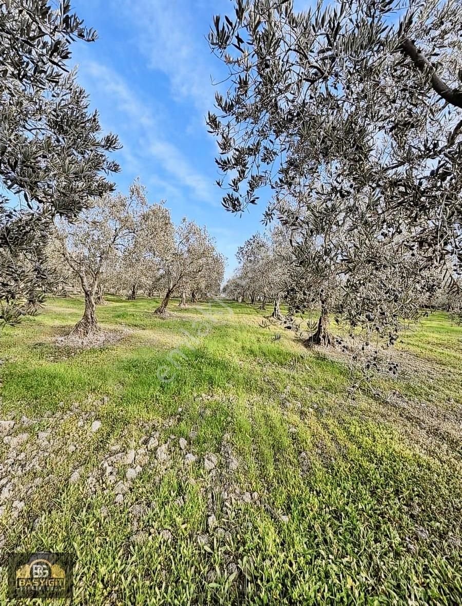Ballıca Mah.6.250m2 Tek Tapu Satılık Zeytin Tarlası - Görsel 27